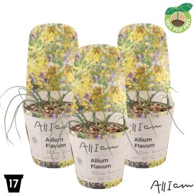 Allium Flavum Potcover