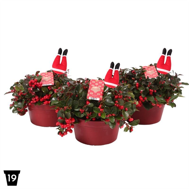 Gaultheria Pr Big Berry + Steker Santa Legs