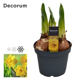 Narcis Gold Medal