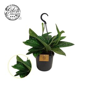 Epipr Pi Marble Planet