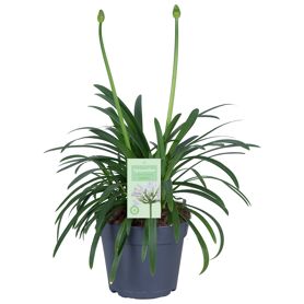 Agapanthus Summer Love White 1+