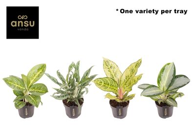 Aglaonema Green Surprise Tray