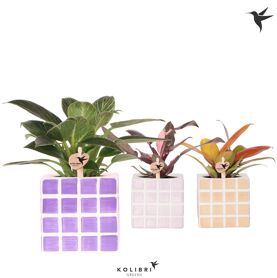 Phil Gemengd Keramiek Mosa