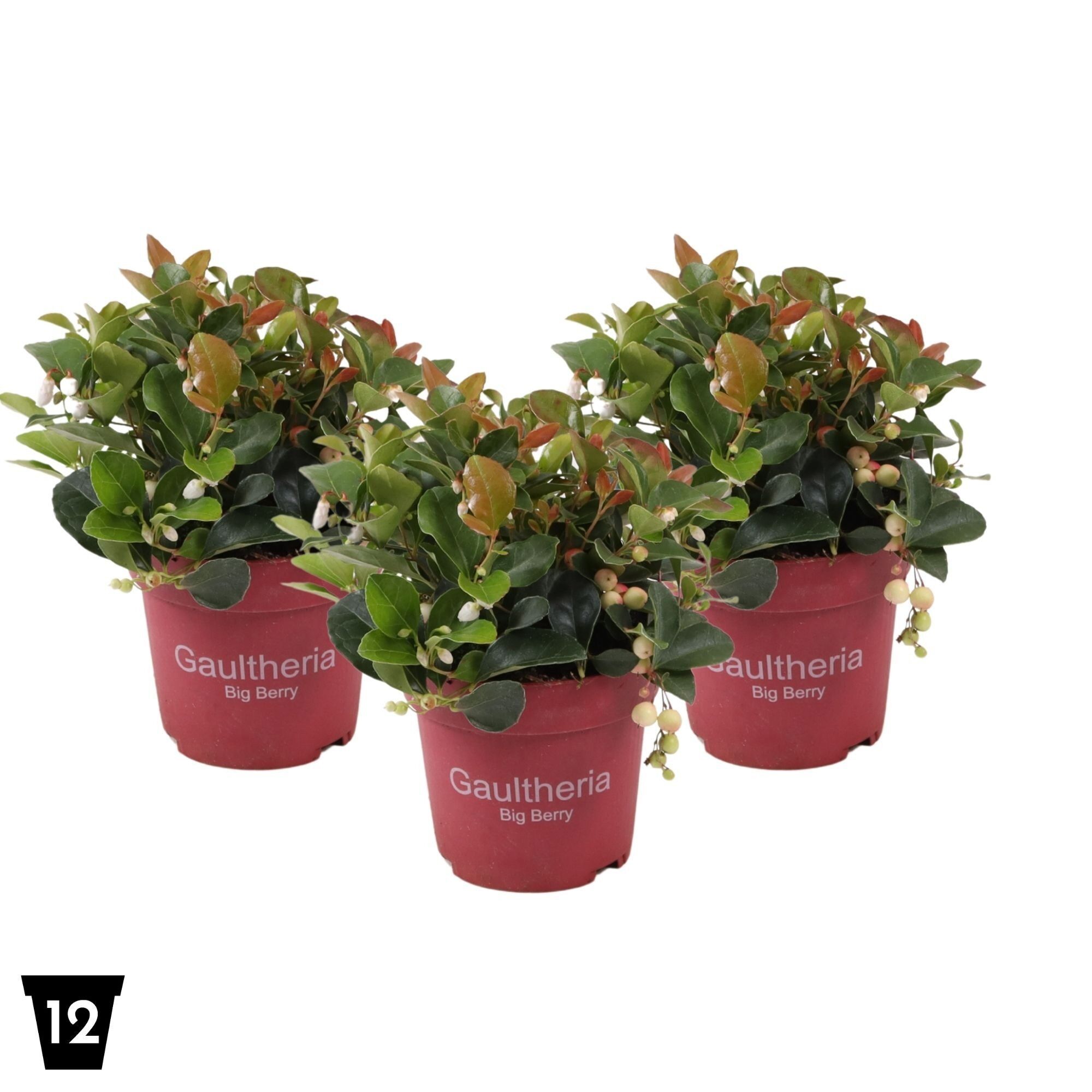 Gaultheria Pr Big Berry