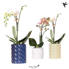 Kolibri Orchids Phalaenopsis Mix 1 Spike In Candy