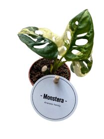 Monstera Adansonii Variegata