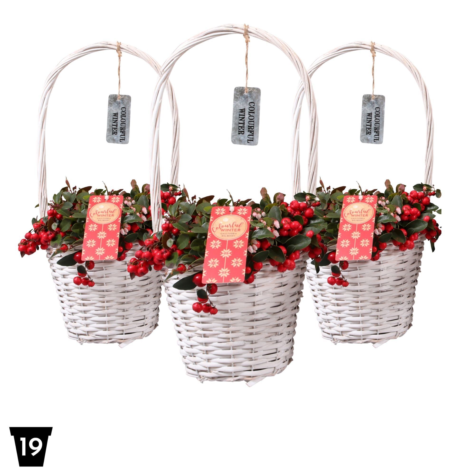 Gaultheria Pr Big Berry Hengselmand Wit