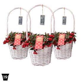 Gaultheria Pr Big Berry Hengselmand Wit