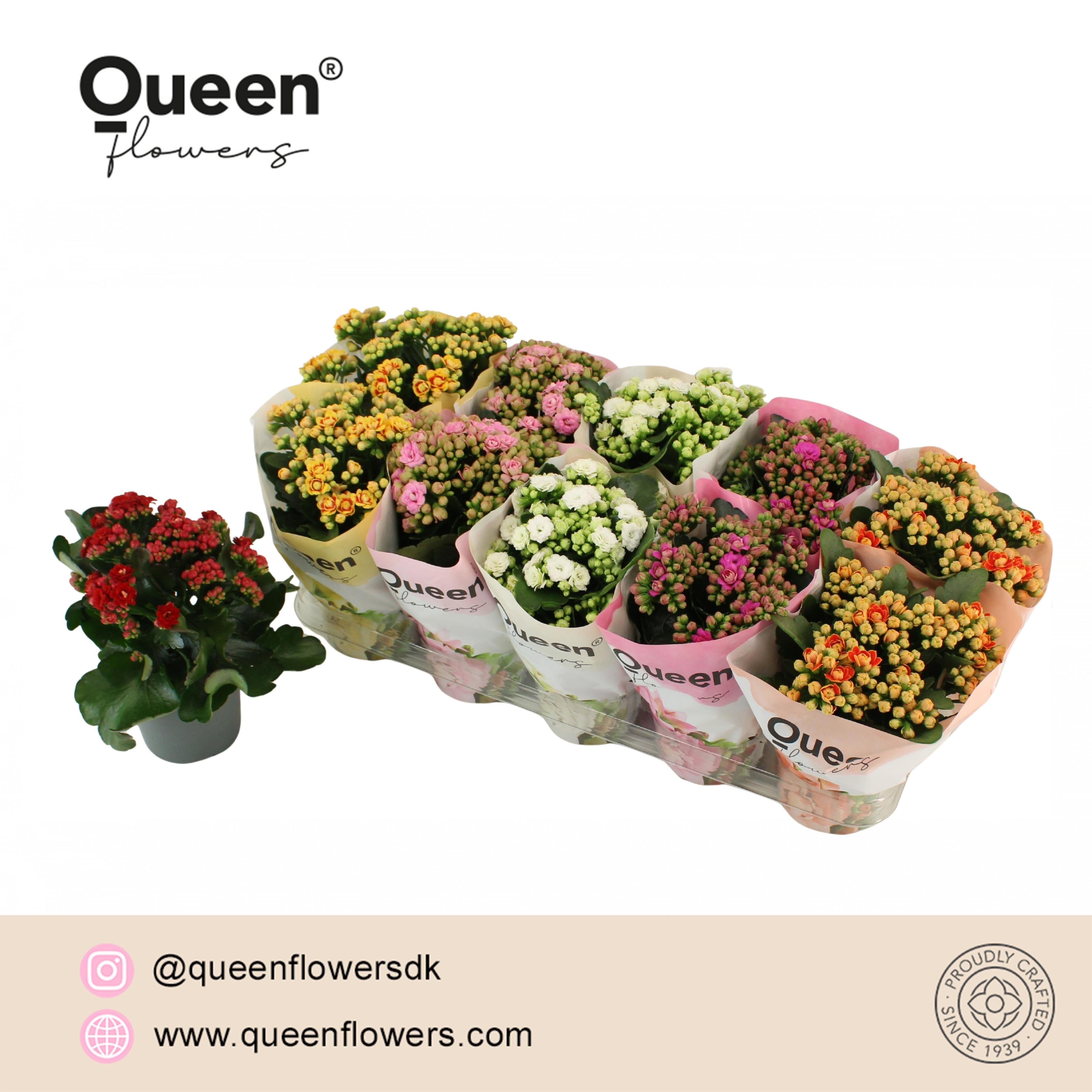 Kalan Gev Gemengd Queen