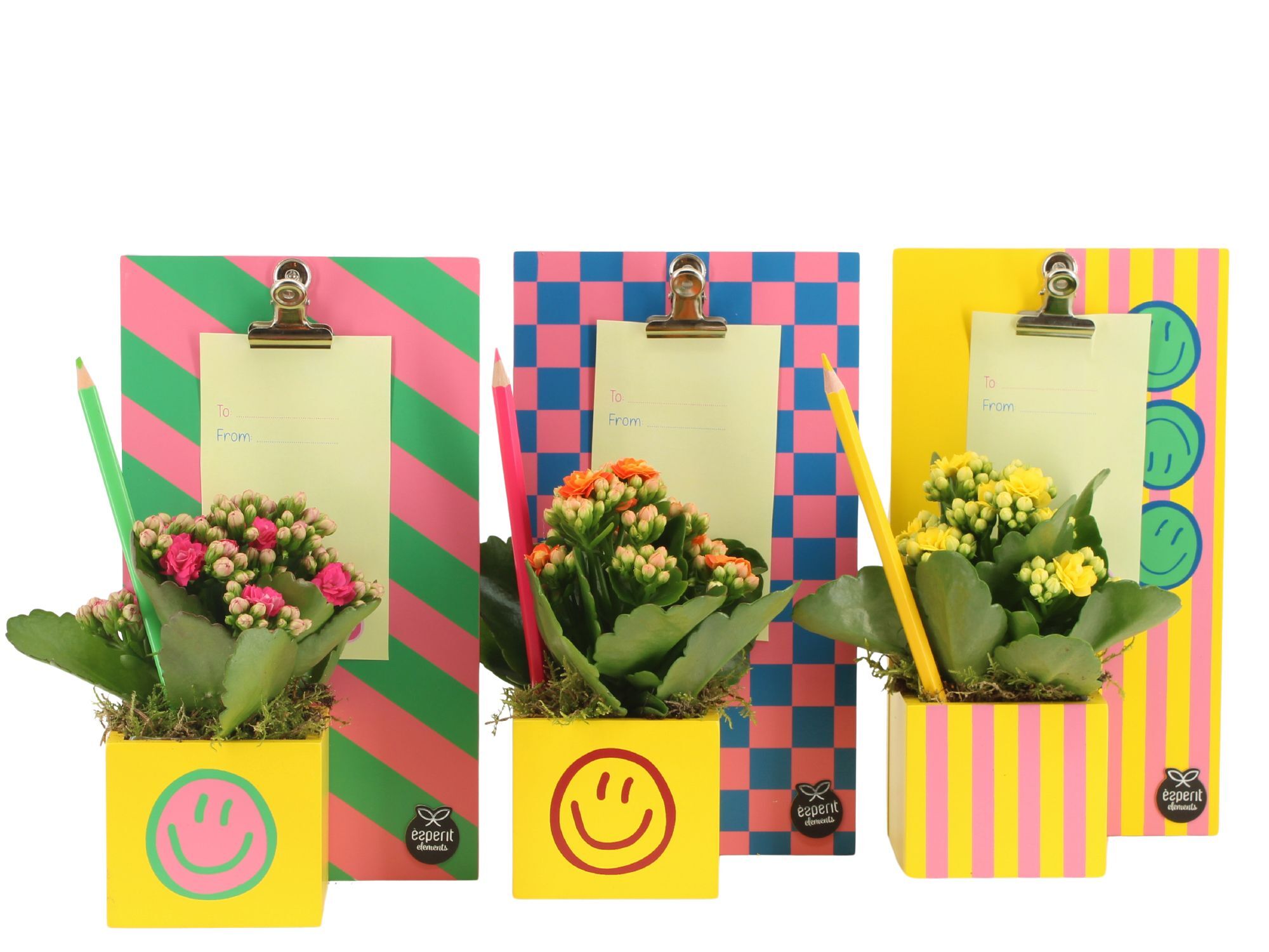 31561: Love School Arrangement