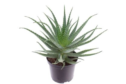 Aloe Arborescens