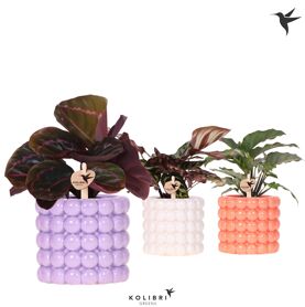 Calathea Gemengd Keramiek Poppy