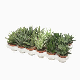 Aloe - Haworthia Gemengd