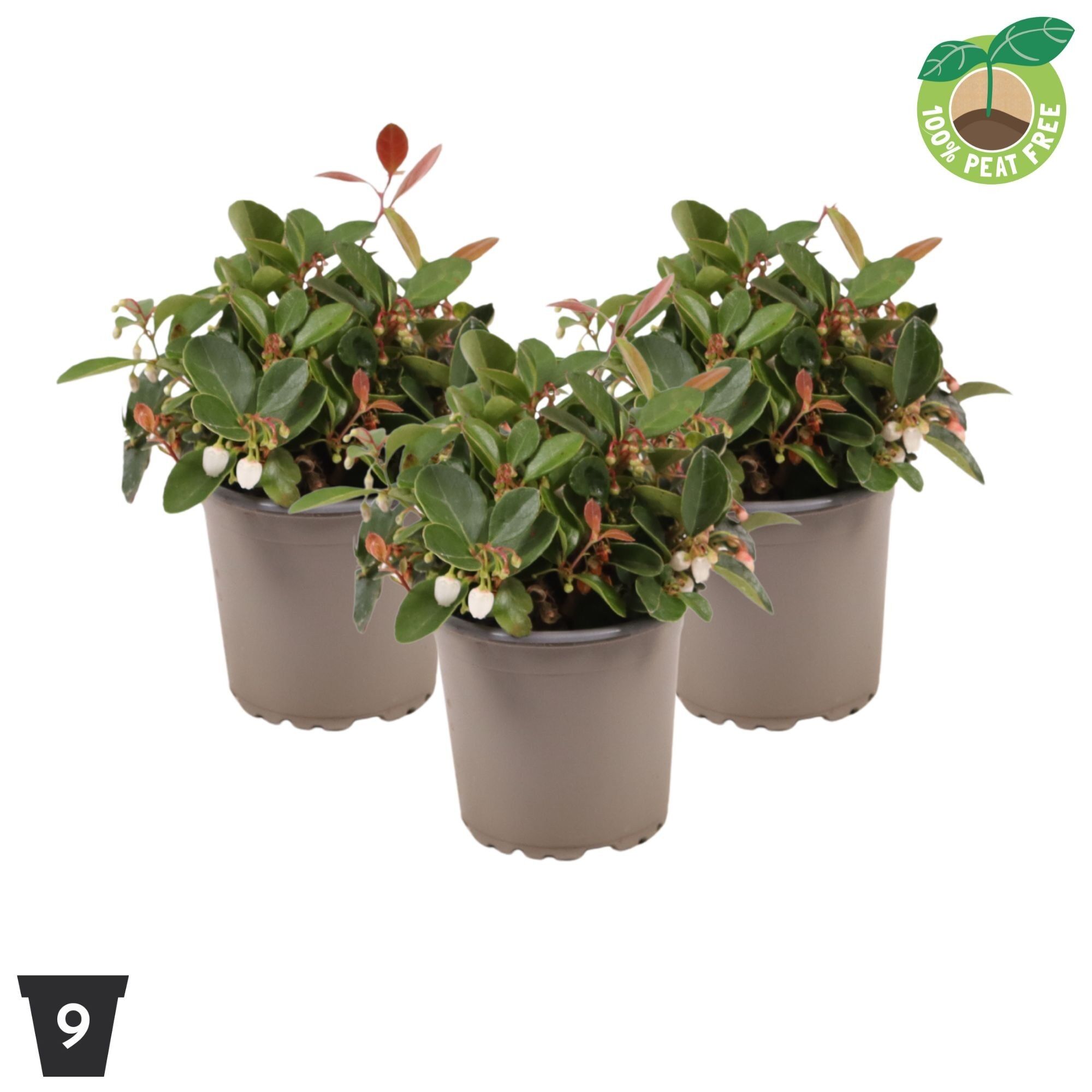Gaultheria Pr Big Berry