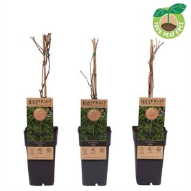 Actinidia Arguta Weikii