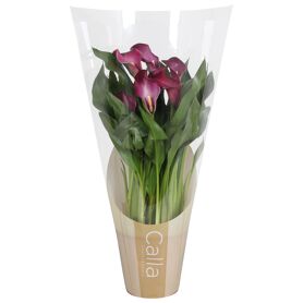 Zant Allure 4+ Hoes