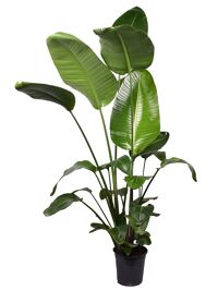 Strelitzia Nicolai 3 Pp (zonder Bloem) 160-180cm