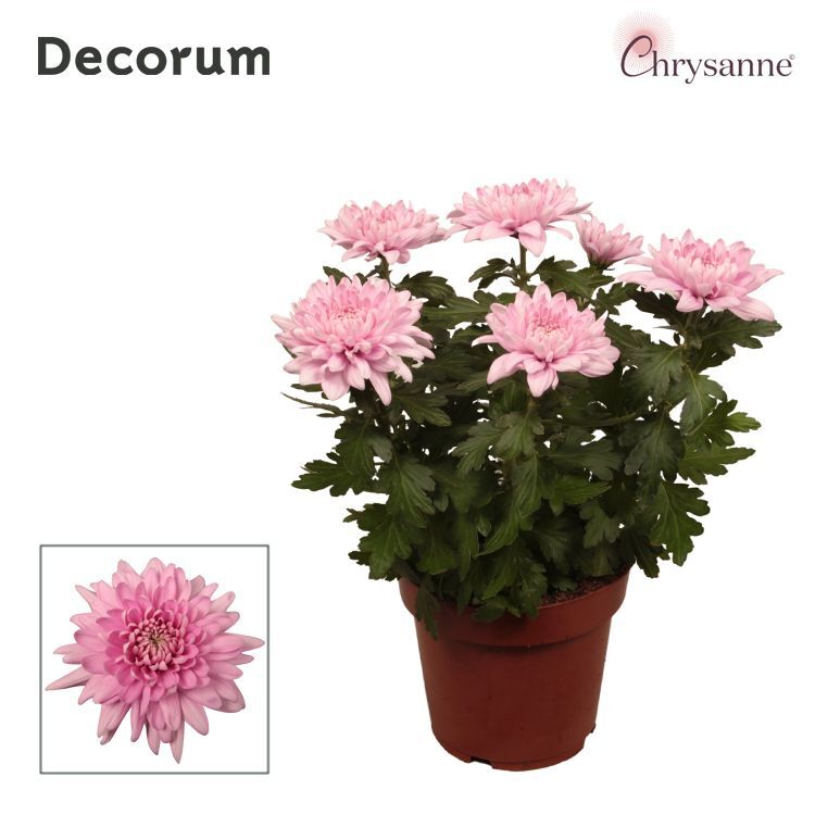 Chrys Chrysanne Roze Zembla Next 6pp