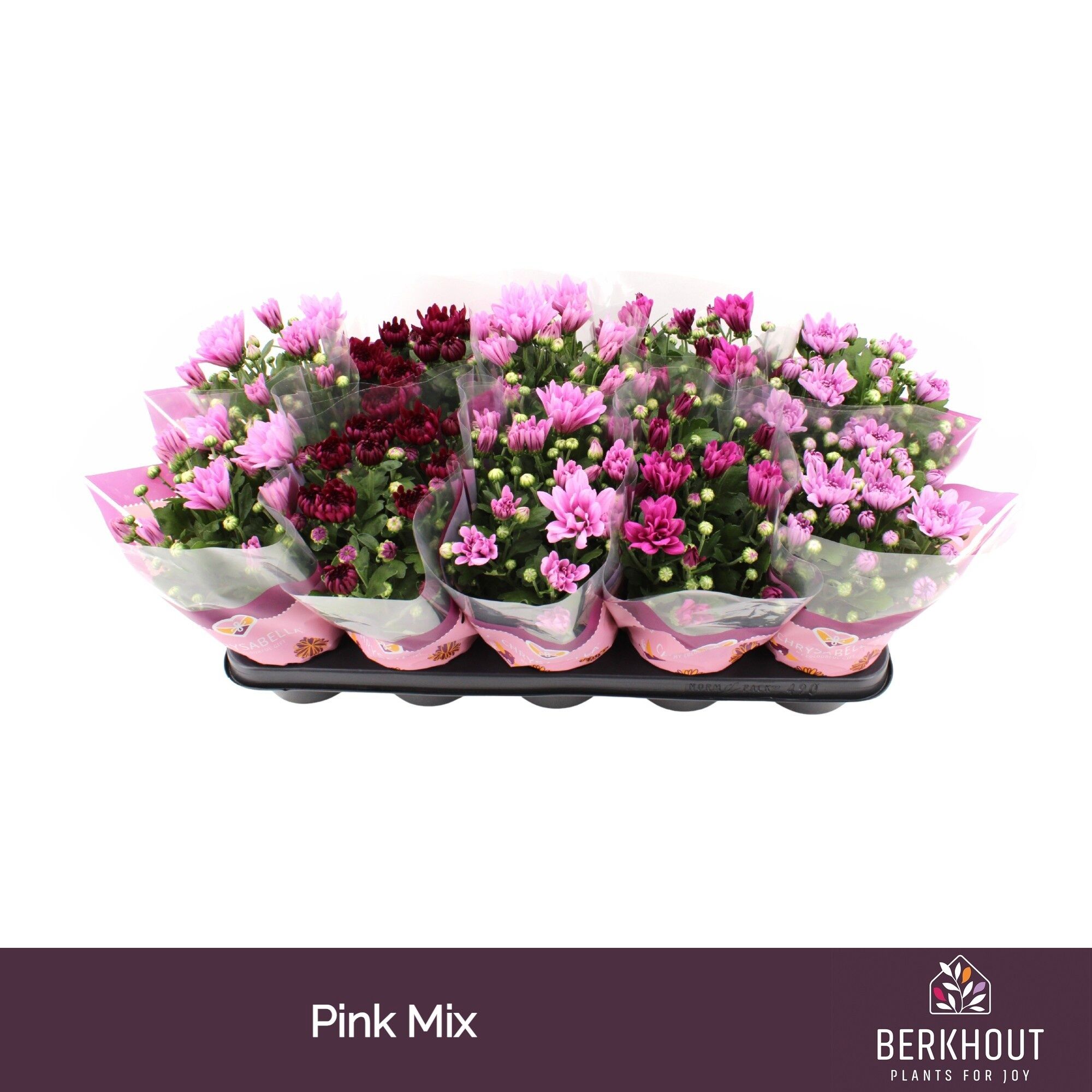 Chrys Gemengd Pink