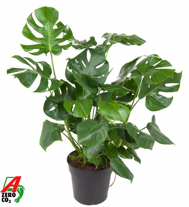 Monstera Deliciosa