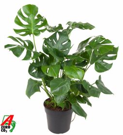 Monstera Deliciosa