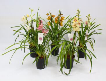 Cymbidium Gemengd Piccobello 2 Tak