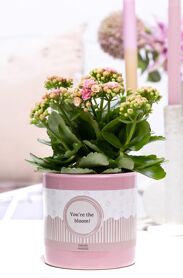 Kalan Gev Roze Keramiek You're The Bloom