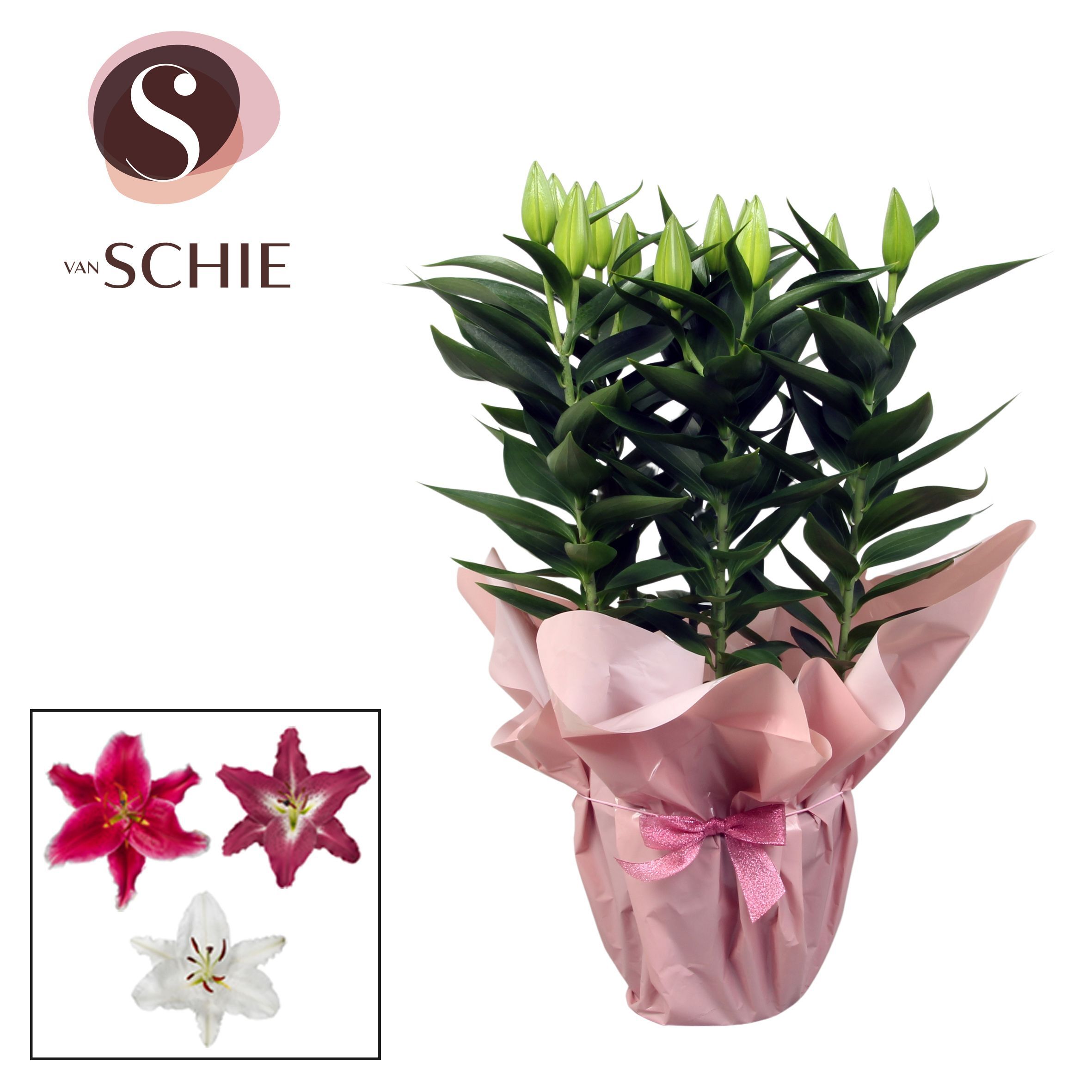 Lil Or Gemengd 5pp Rondella Pink