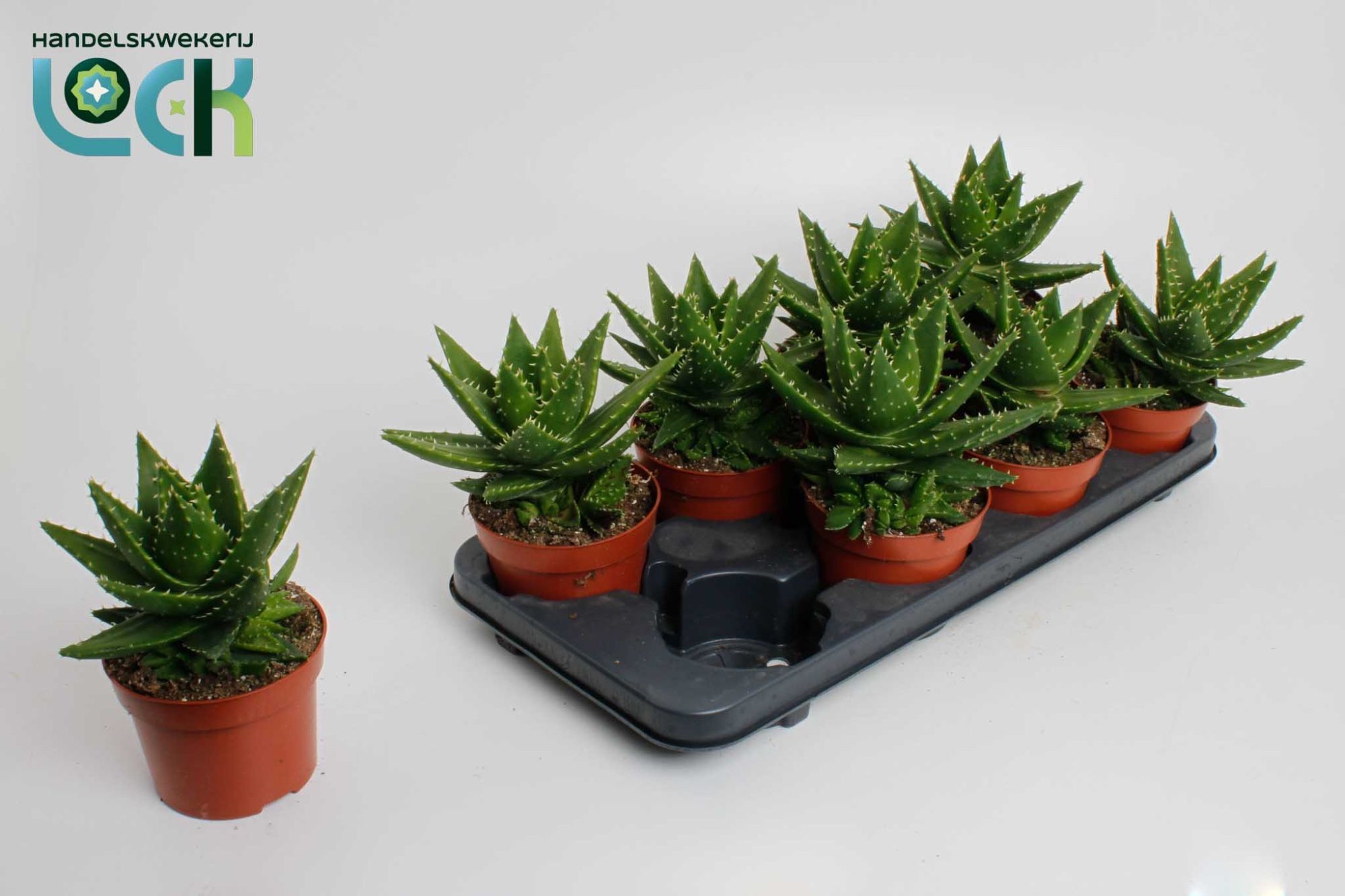 Aloe Mitriformis
