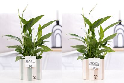 Spath Overig Keramiek Eline
