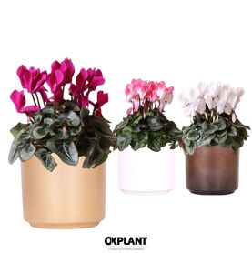 Cycl Per Gemengd Keramiek Copper Gold & White