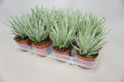 Aloe Humilis Shark