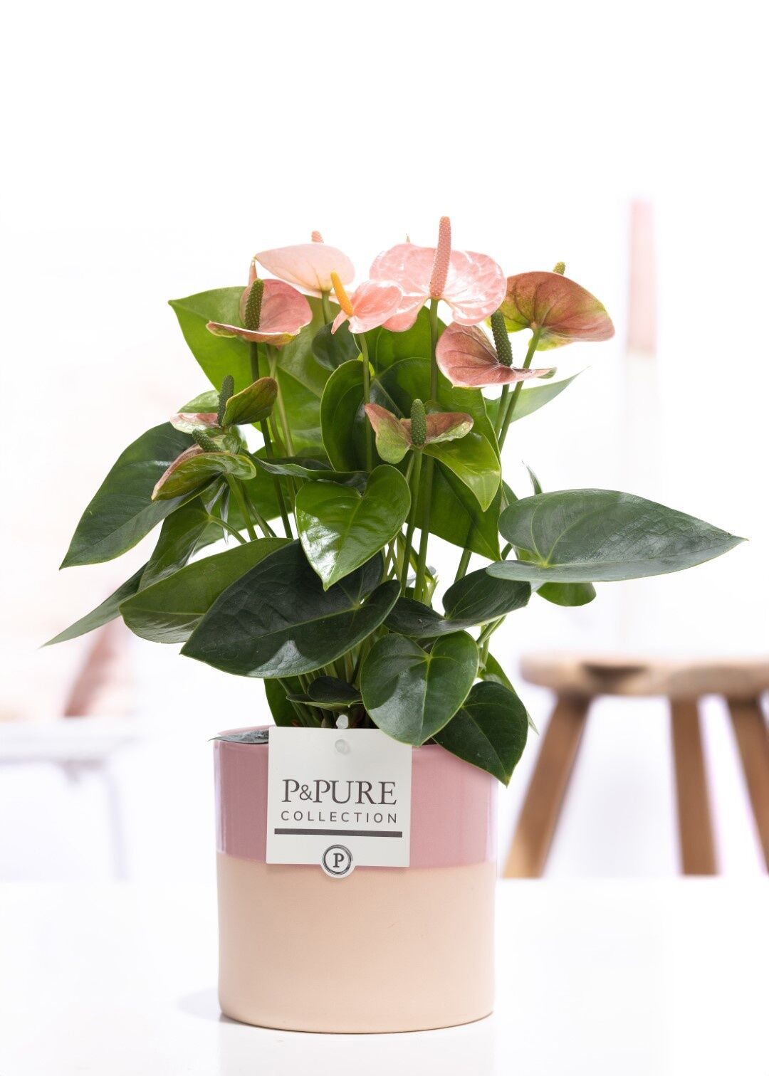Anthu An Roze Keramiek Tess