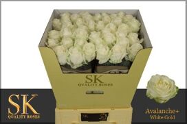 R Gr Avalanche Koene