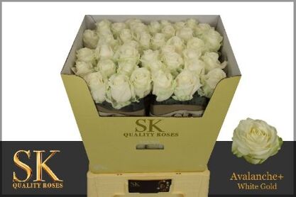 R Gr Avalanche Koene