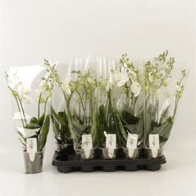 Phalaenopsis Anthura Inverness