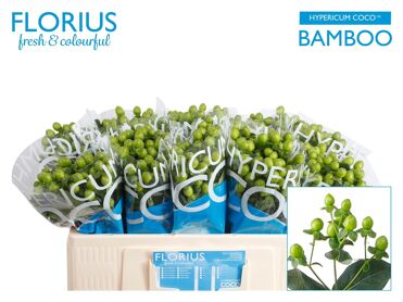 Hyp Coco Bamboo
