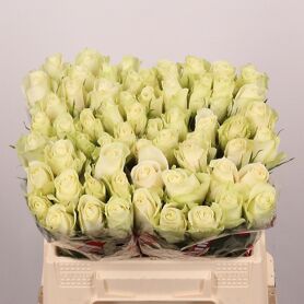 R Gr Athena Extra