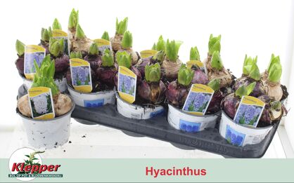 Hyacin Pear Gem 3 Pp Narren Mix