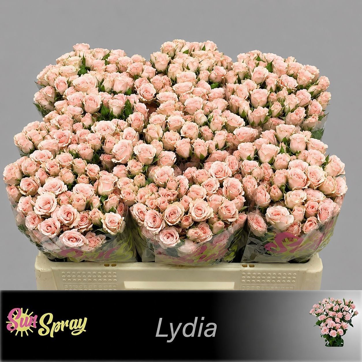 R Tr Lydia