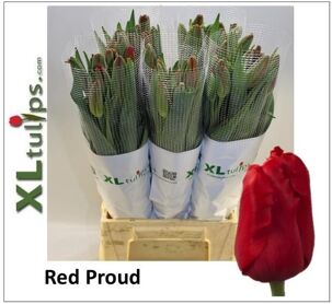Tu Frankrijk En Red Proud
