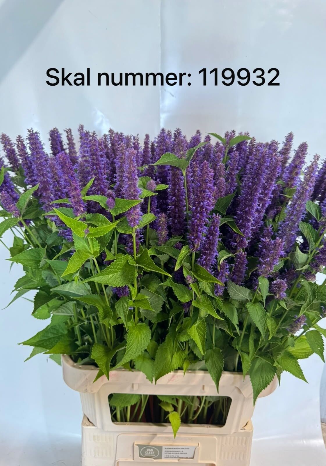 Agastache Ov