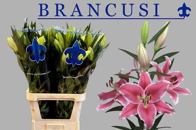 Li Ot Brancusi