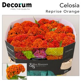 Cel C Reprise Orange