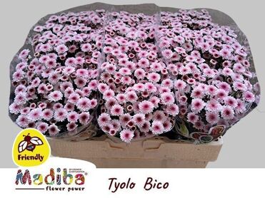 Chr S Mad Tyolo Bico