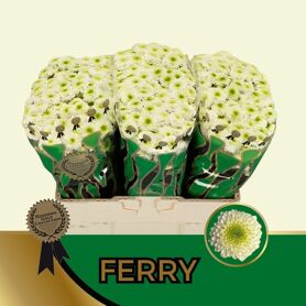 Chr S Ferry