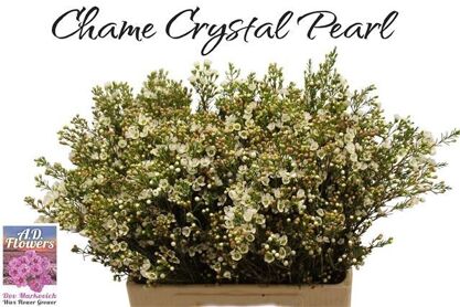 Chame Crystal Pearl