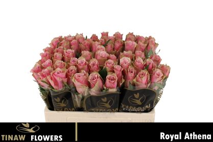 R Gr Athena Royale