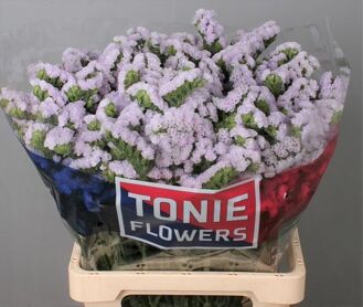 Lim S Tessa Lavender