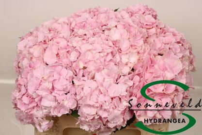 Hydr M Ch Verena